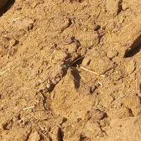 گم شوده|حیوانات|رفسنجان, |دیوار