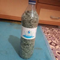 یارپیز خانگی
