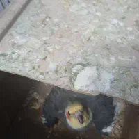 عروس هلندی جفت مولد کار داده تازه با تخم کرده|پرنده|بجنورد, |دیوار