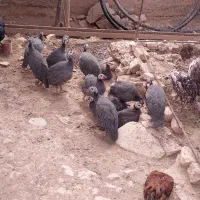 فروش مرغ شاخدار|حیوانات مزرعه|گوآور, |دیوار