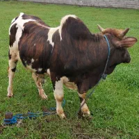 ورزا چالوسی