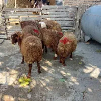 فروش بره کیلوی ۴۰۰