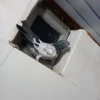 فروشی|پرنده|شوط, |دیوار