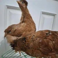 جوجه مرغ چینی