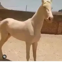 مایل به معاوضه با بز و گوسفند یا هاشی|اسب و تجهیزات اسب‌سواری|بافق, |دیوار
