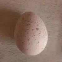 تخم بوقلمون نطفه دار دونه ای ۷۰