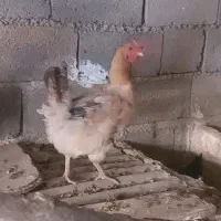 فروش مرغهای محلی و زینتی|حیوانات مزرعه|کوهسار (البرز), |دیوار