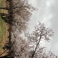 ۱۰ قصب زمین محصور کورگاه