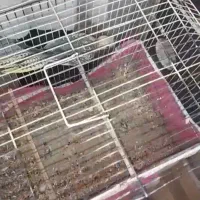 جوجه عروس هلندی