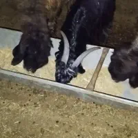 بیگ میش|حیوانات مزرعه|لالی, |دیوار