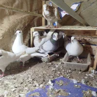 کبوتر