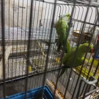 ملنگو،گرینجیگ،عروس مولدمعاوضه با متور سیکلت و نقره|پرنده|ارومیه, |دیوار