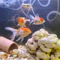 حراج سالن تکثیر ماهی|ماهی|تبریز, |دیوار