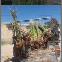 نهال درجه یک باتضمین کاشت ونژاد خوشه ای