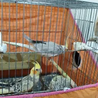 عروس هلندی جفت مولد