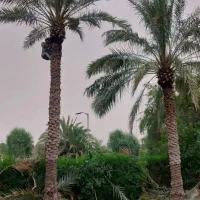 بریدن نخل قطع نخل هرس نخل س نخل بریدن درخت تمیزنخل
