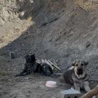 نر و لاس|سگ|چادگان, |دیوار