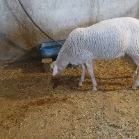 بره قوچ لاکون
