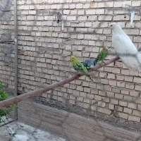 مرغ عشق|پرنده|باوی, |دیوار