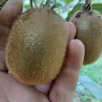 فروش عمده کیوی|عمدهفروشی|لاهیجان, لیل|دیوار