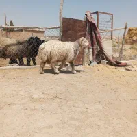 بره کوهه ترکی یک ساله و نیم|حیوانات مزرعه|مرودشت, مسکن مهرگان|دیوار