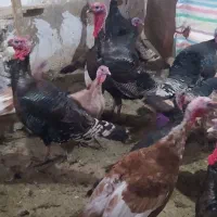 تعدادی بوقلمون محلی|حیوانات مزرعه|پیرانشهر, |دیوار