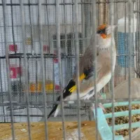 سهره سقا ماده کرمونی کارداده تضمینی ذاغسر|پرنده|کرمان, |دیوار