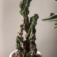 کاکتوس صخره ای|گل و گیاه طبیعی|تهران, علم و صنعت|دیوار