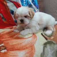 سگ پامر کیفیت بالا|سگ|شیراز, دکتر حسابی|دیوار