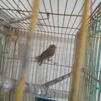 سهره|پرنده|رشت, شالکو|دیوار