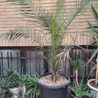 گل فنکس بزرگ با گلدان بزرگ