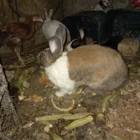 خرگوش بزرگ و کوچیک|موش و خرگوش|زاهدان, |دیوار