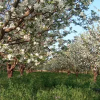 فروش دو هکتار و سه‌هزار متر باغ22ساله