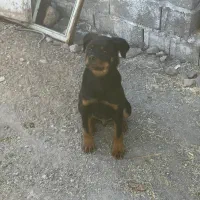 سگ روتوایلر