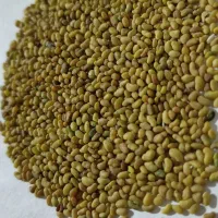 تخم یونجه ابی
