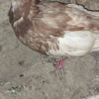 کبوتر تک تنها شوهرش مرده|پرنده|سراوان, |دیوار