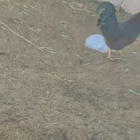 خروس محلی|حیوانات مزرعه|جلگه ماژان, |دیوار