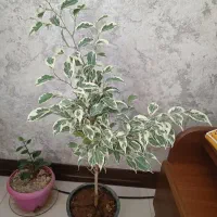 بنجامین ابلق