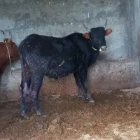 گاو نردندان قربانی