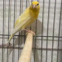 سه جفت قناری|پرنده|آران و بیدگل, |دیوار