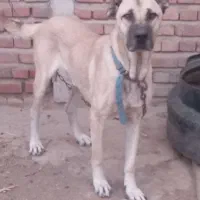 سگ نر گله ای و نگهبان|سگ|آذرشهر, |دیوار