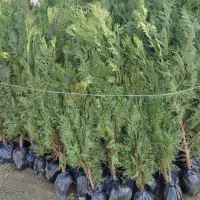 فروش ویژه انواع نهال میوه|خدمات باغبانی و درختکاری|ساری, |دیوار