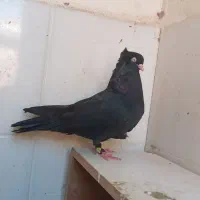 ماده ابادانی|پرنده|کارون, |دیوار