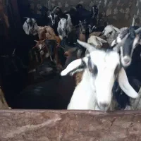 20راس کهره ماده چاق درج یک  کیلو360مقطوع