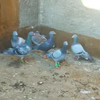 سلام دوستان پرندها همه سالم فروشی