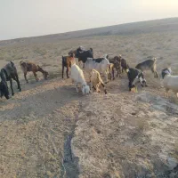 بز وبزغاله ملاثانی|حیوانات مزرعه|باوی, |دیوار