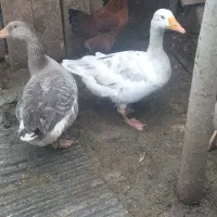 فروش غاز محلی،وزن کلا 11کیلو هست