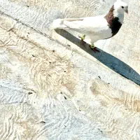 چند عدد کبوتر|پرنده|لردگان, |دیوار