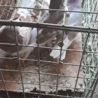 چهار عدد  کبوتر  پرشی