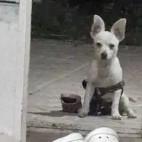 سگ پاکوتاه سایز کوچیک